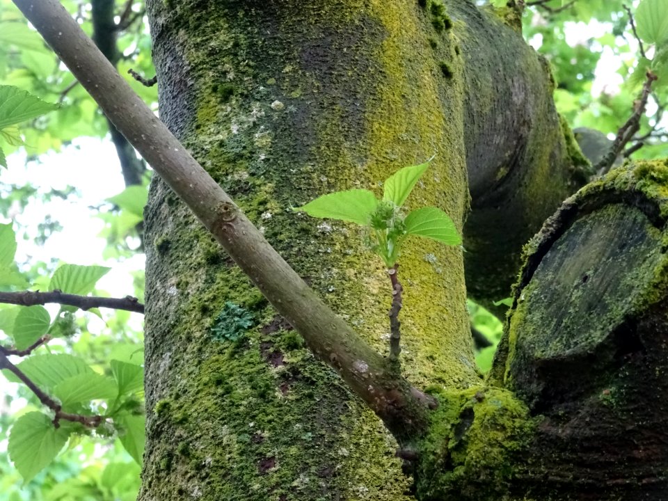 Feuilles et fruits du Mûrier noir, Morus nigra, Moracées 