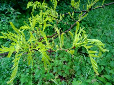 Feuilles et fleurs du Févier d'Amérique doré, Gleditsia tr… 
