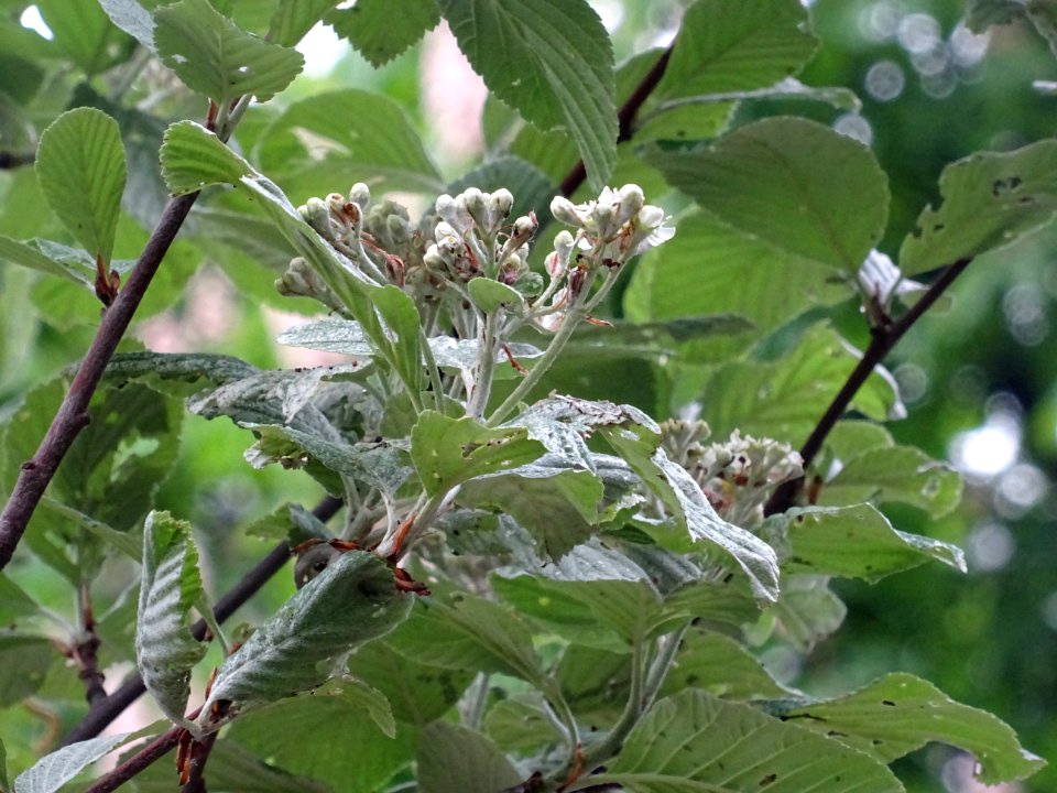 Feuilles et fleurs de l' Alisier blanc, Sorbus aria, Rosac… 