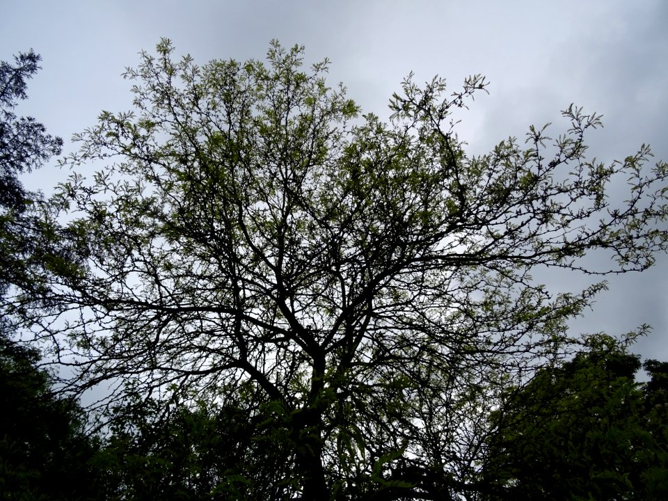 Févier d'Amérique doré, Gleditsia triacanthos Sunburst, Cé… 