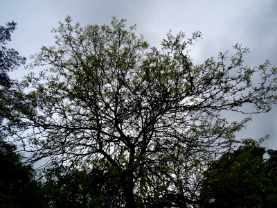 Févier d'Amérique doré, Gleditsia triacanthos Sunburst, Cé… 