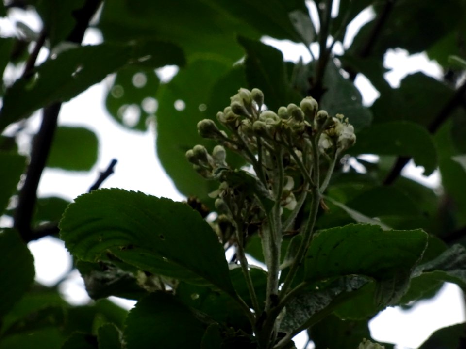 Feuilles et fleurs de l' Alisier blanc, Sorbus aria, Rosac… 