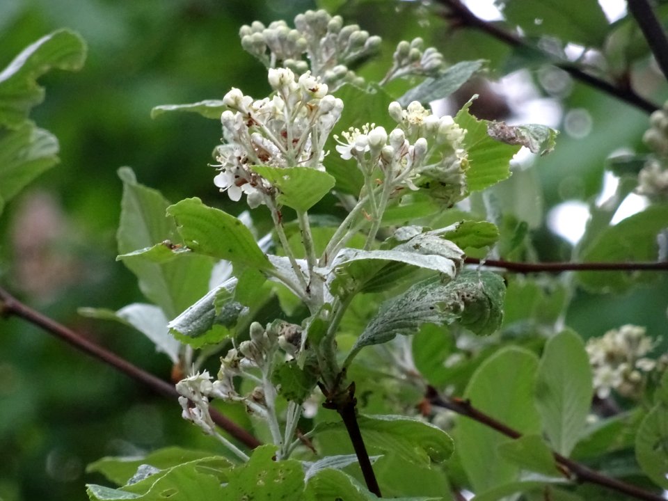 Feuilles et fleurs de l' Alisier blanc, Sorbus aria, Rosac… 
