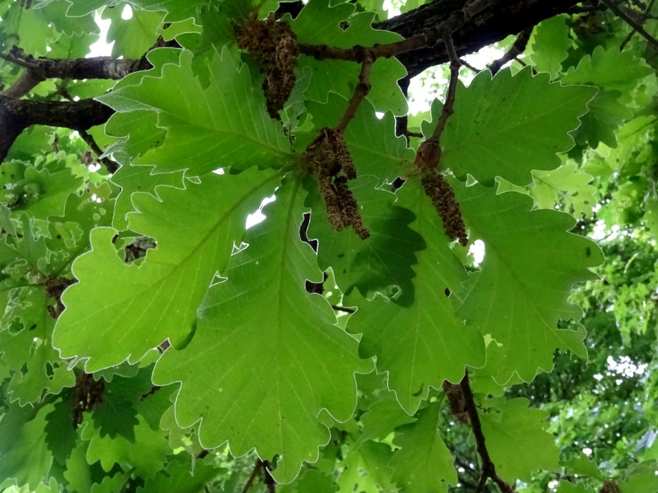 Feuilles vues par en dessous du Chêne denté ou chêne daimy… 