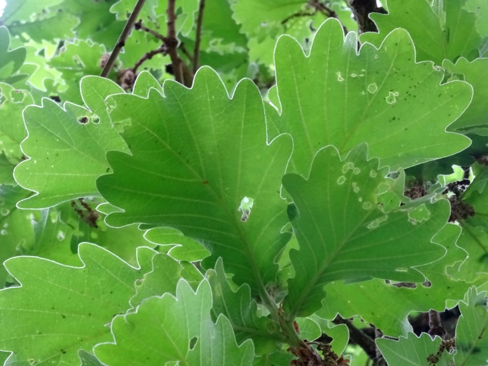 Feuilles vues par en dessous du Chêne denté ou chêne daimy… 