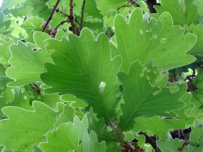 Feuilles vues par en dessous du Chêne denté ou chêne daimy… 