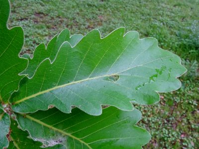 Feuilles du Chêne denté ou chêne daimyo, Quercus dentata, … 