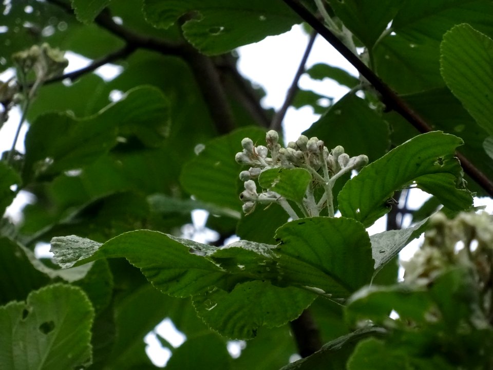 Feuilles et fleurs de l' Alisier blanc, Sorbus aria, Rosac… 
