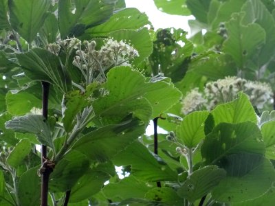 Feuilles et fleurs de l' Alisier blanc, Sorbus aria, Rosac… 