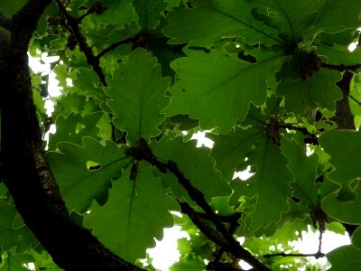 Feuilles vues par en dessous du Chêne denté ou chêne daimy… 