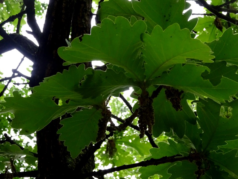Feuilles vues par en dessous du Chêne denté ou chêne daimy… 