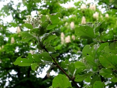 Feuilles et fleurs de l' Alisier blanc, Sorbus aria, Rosac… 