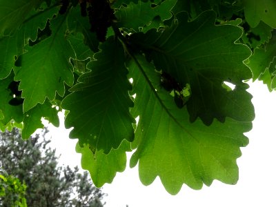 Feuilles vues par en dessous du Chêne denté ou chêne daimy… 