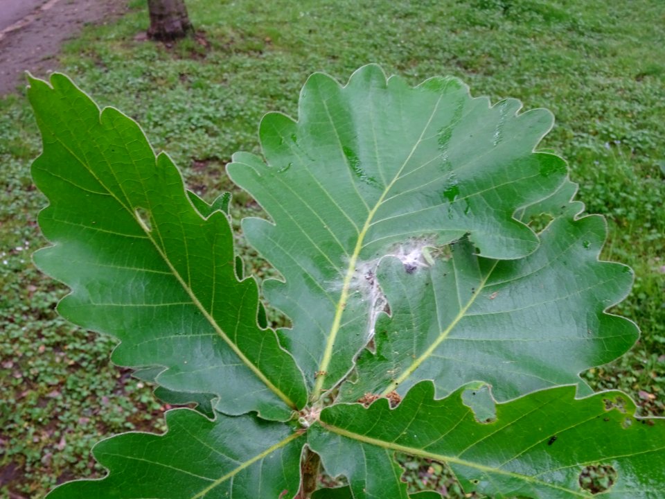 Feuilles du Chêne denté ou chêne daimyo, Quercus dentata, … 