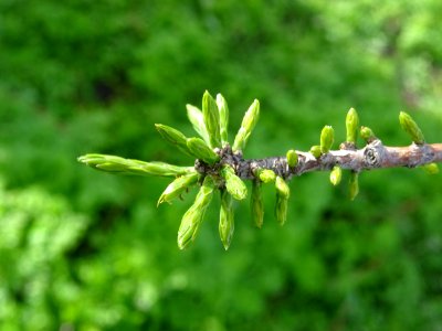 Rameaux feuillus de Cyprès chauve des marécages, Taxodium … 