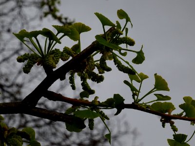 Fleurs mâles et bouquets de feuilles, Ginkgo, Ginkgo bilob… 