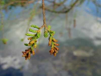 Rameaux feuillus de Cyprès chauve des marécages, Taxodium … 