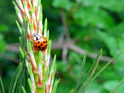 Coccinelle 