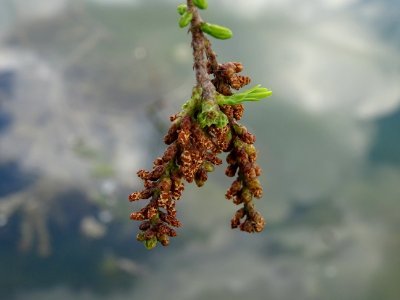 Châtons mâles de Cyprès chauve des marécages, Taxodium dis… 