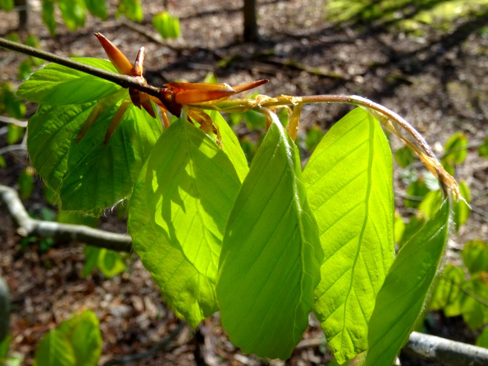 Feuilles de hêtre ou fayard, à stipules, Fagus sylvatica, … 