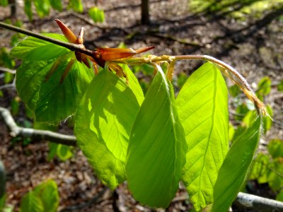 Feuilles de hêtre ou fayard, à stipules, Fagus sylvatica, … 