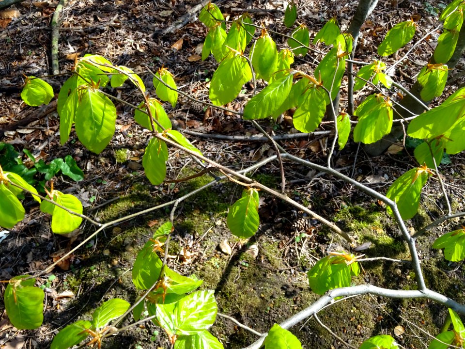 Feuilles de hêtre ou fayard, à stipules, Fagus sylvatica, … 
