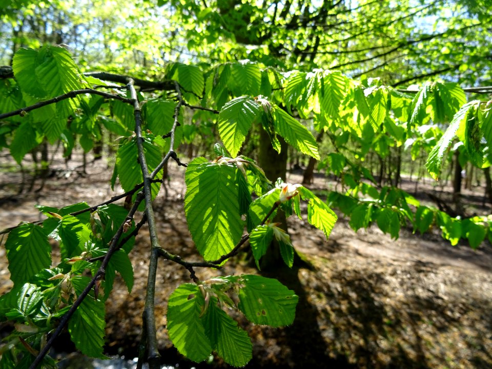 Feuilles de Charme, Carpinus betulus, Corylacées 