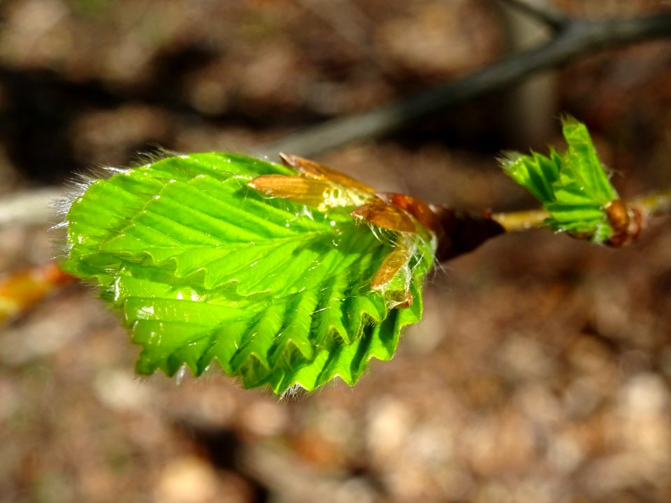 Feuilles de hêtre ou fayard, à stipules, Fagus sylvatica, … 