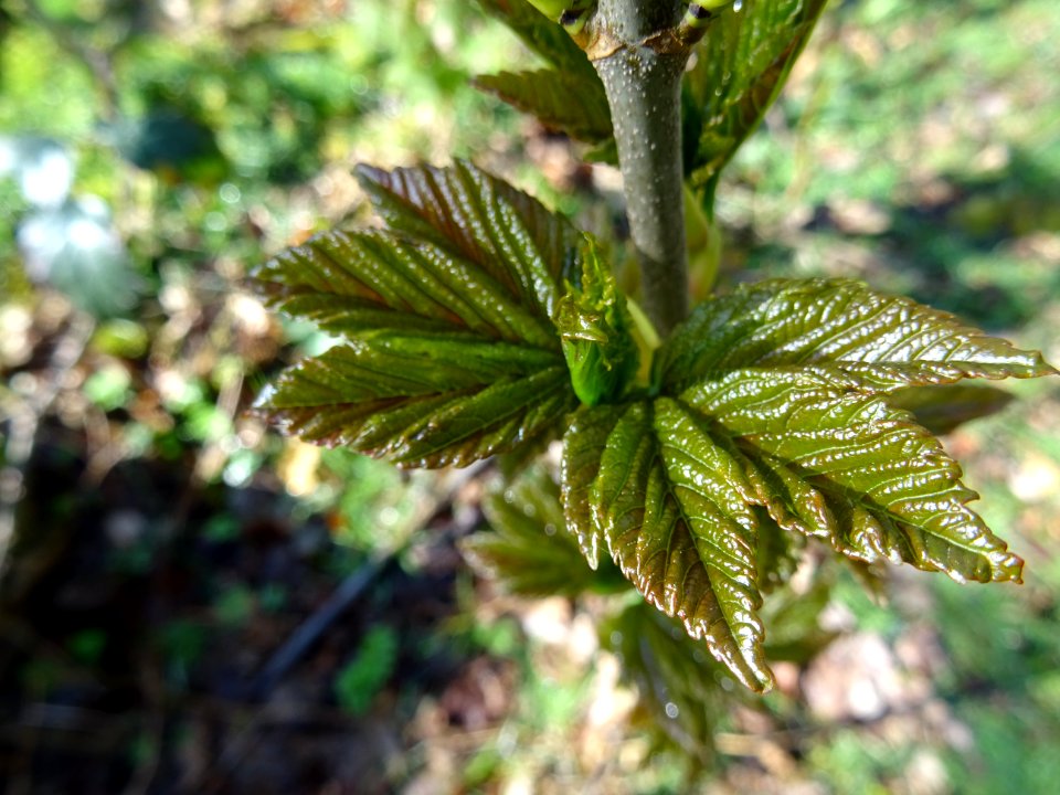 Jeunes feuilles, Erable sycomore, Acer pseudoplatanus, Acé… 