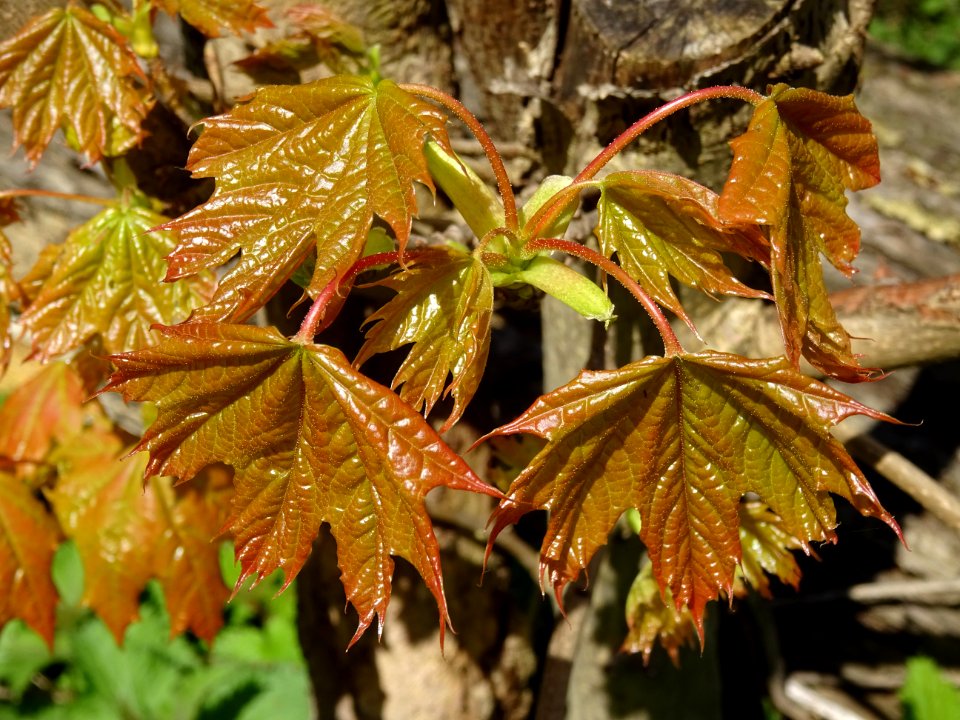 Feuilles d'érable plane Schwedleri Nigrum, Acer platanoide… 
