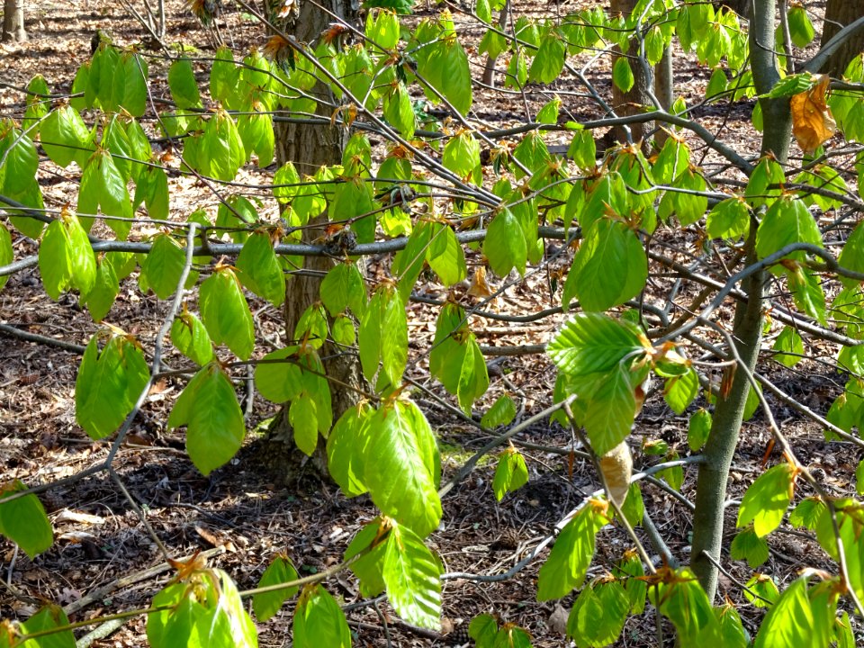 Feuilles de hêtre ou fayard, à stipules, Fagus sylvatica, … 