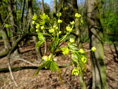 Inflorescences dressées et feuilles pendantes d'érable pla… 