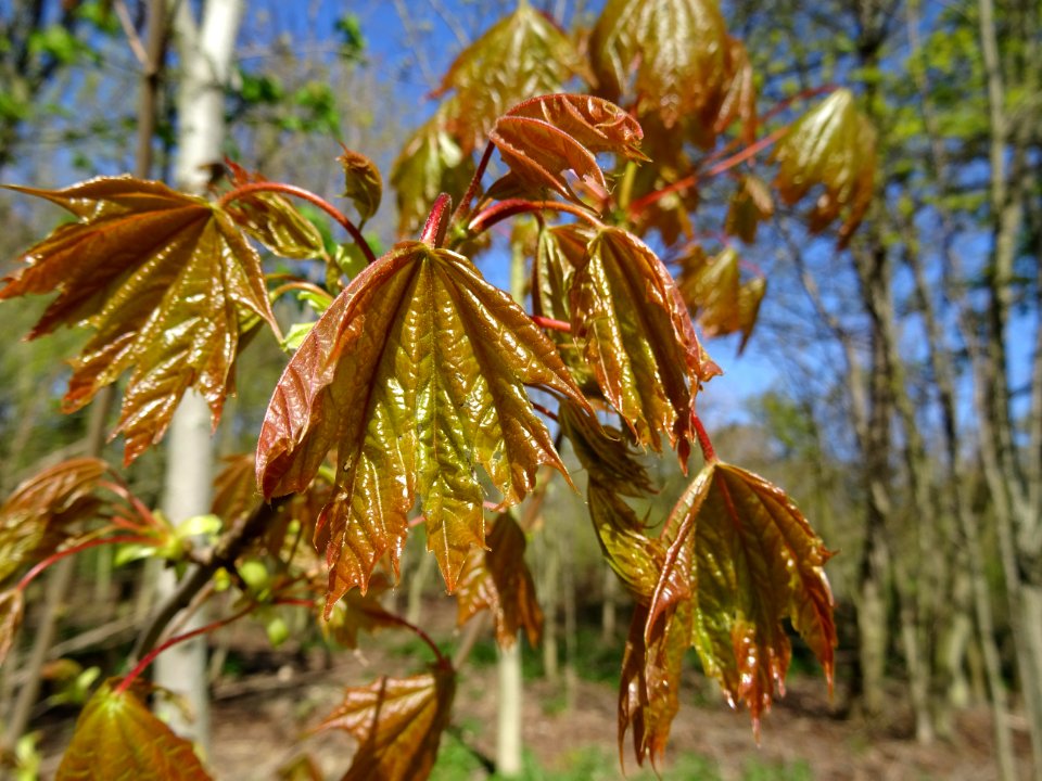 Feuilles d'érable plane Schwedleri Nigrum, Acer platanoide… 