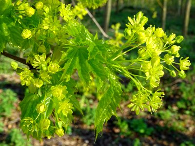 Inflorescences dressées et jeunes feuilles pendantes d'éra… 
