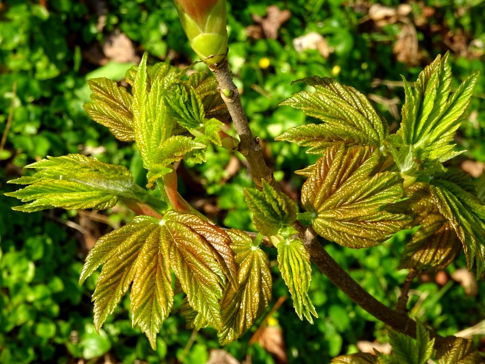 Bourgeon et jeunes feuilles, Erable sycomore, Acer pseudop… 