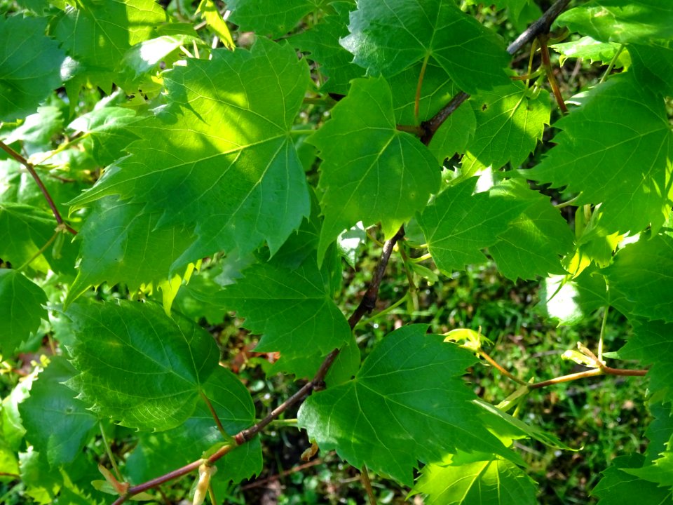 Jeunes feuilles de Tilleul de Mongolie ou Tilleul à feuill… 