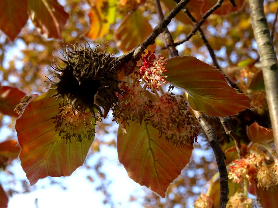 Un fruit de l'année dernière, fleurs mâles et jeunes feuil… 
