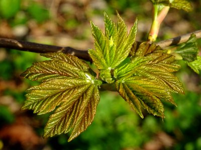 Jeunes feuilles, Erable sycomore, Acer pseudoplatanus, Acé… 