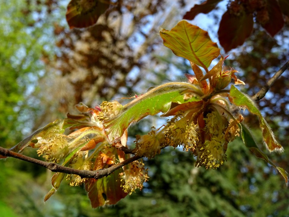 Fleurs mâles et jeunes feuilles de hêtre pourpre, Fagus sy… 