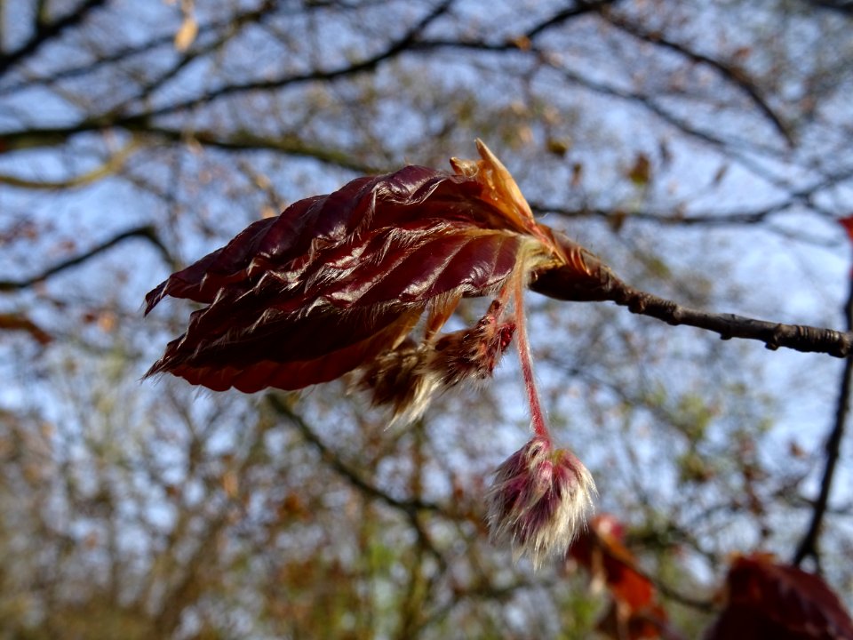 Bourgeons, fleurs femelles et jeunes feuilles de hêtre pou… 