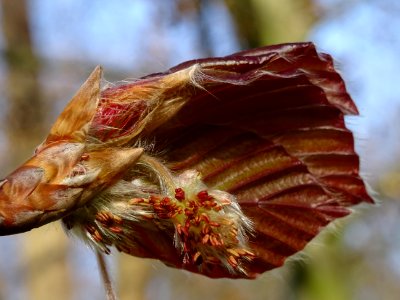 Fleurs femelles (rouges en haut) et fleurs mâles (jaunes e… 