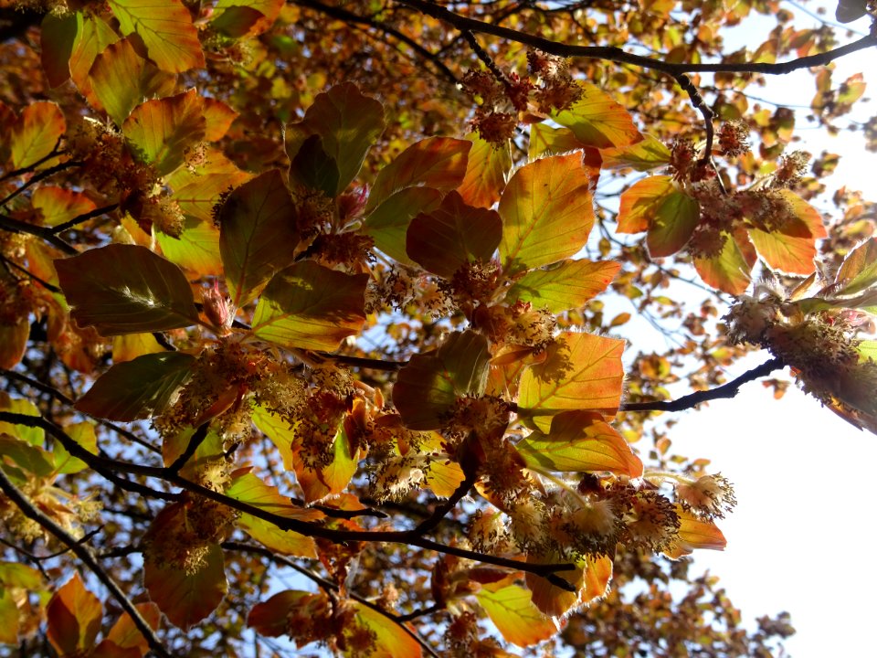 Fleurs femelles et mâles du hêtre pourpre, Fagus sylvatica… 