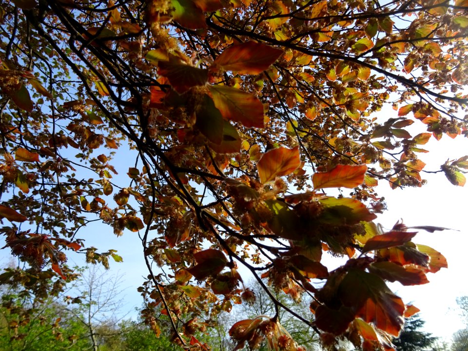 Feuillage du hêtre pourpre, Fagus sylvatica Purpurea, Faga… 