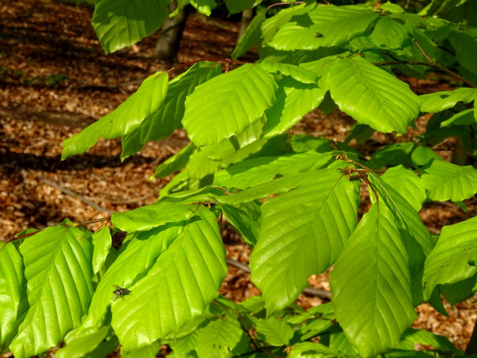 Feuilles de hêtre ou fayard, à stipules, Fagus sylvatica, … 