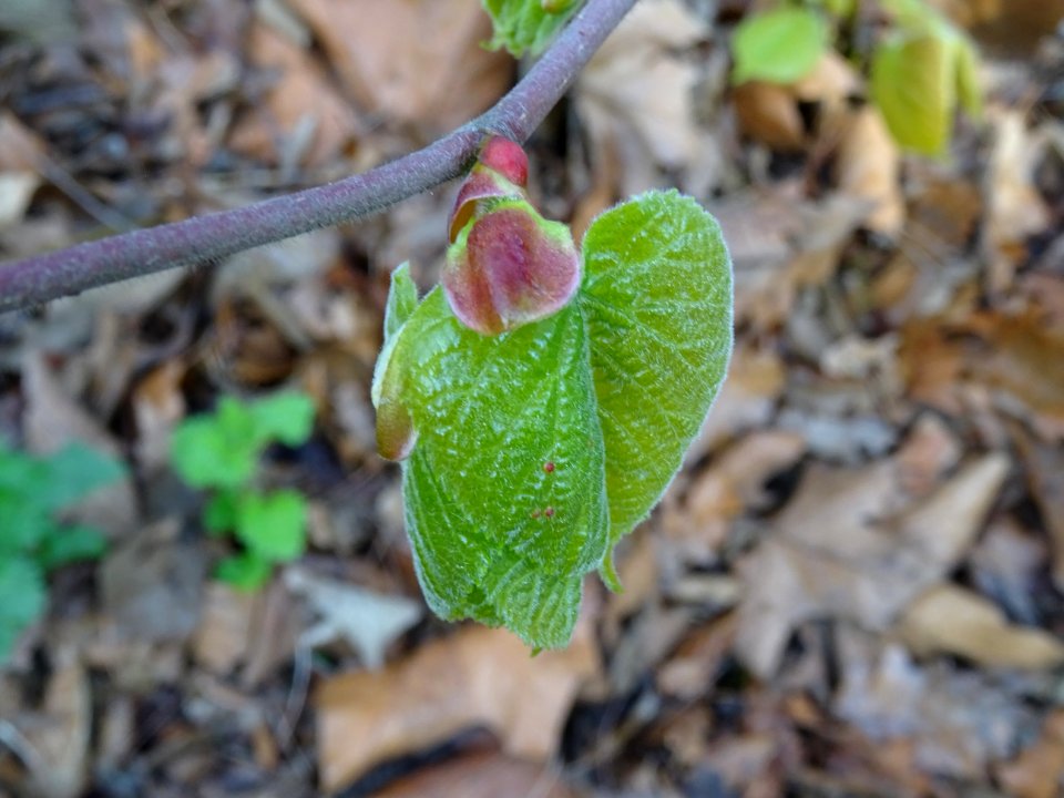 Bourgeon et jeunes feuilles, Tilleul à petites feuilles, T… 