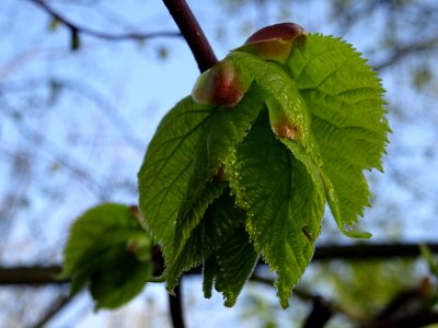 Bourgeon et jeunes feuilles, Tilleul à petites feuilles, T… 