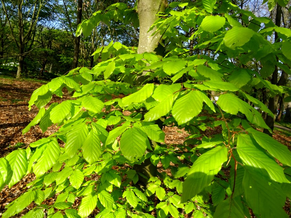 Feuilles de hêtre ou fayard, à stipules, Fagus sylvatica, … 