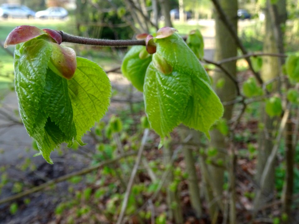 Bourgeons et jeunes feuilles, Tilleul à petites feuilles, … 