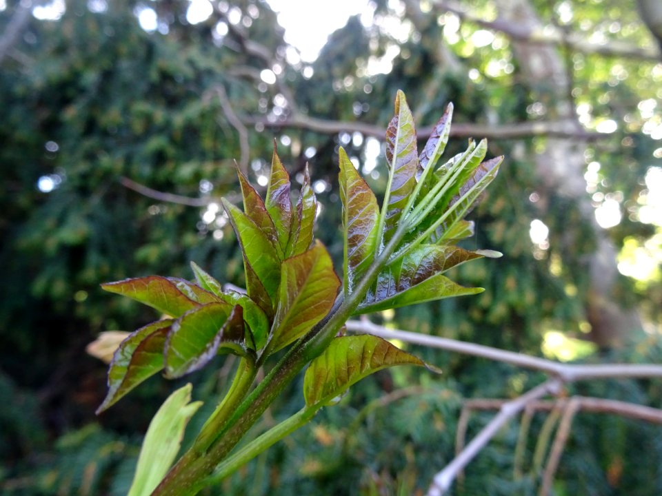 Jeunes feuilles de Frêne, Fraxinus, Oléacées 
