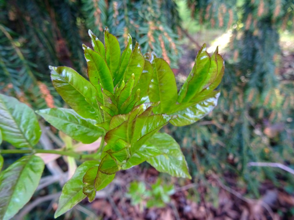 Jeunes feuilles de Frêne, Fraxinus, Oléacées 